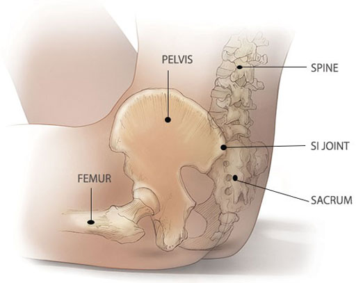 Illustration of the Sacrum Area of the Body