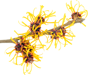 Witch hazel flowers and bark